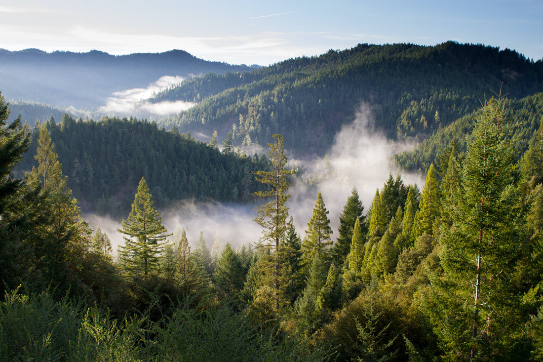 Forest Stewardship Council (FSC) Certification - what it is and why it matters!